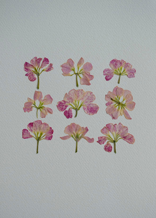 Alelie Damero "S"