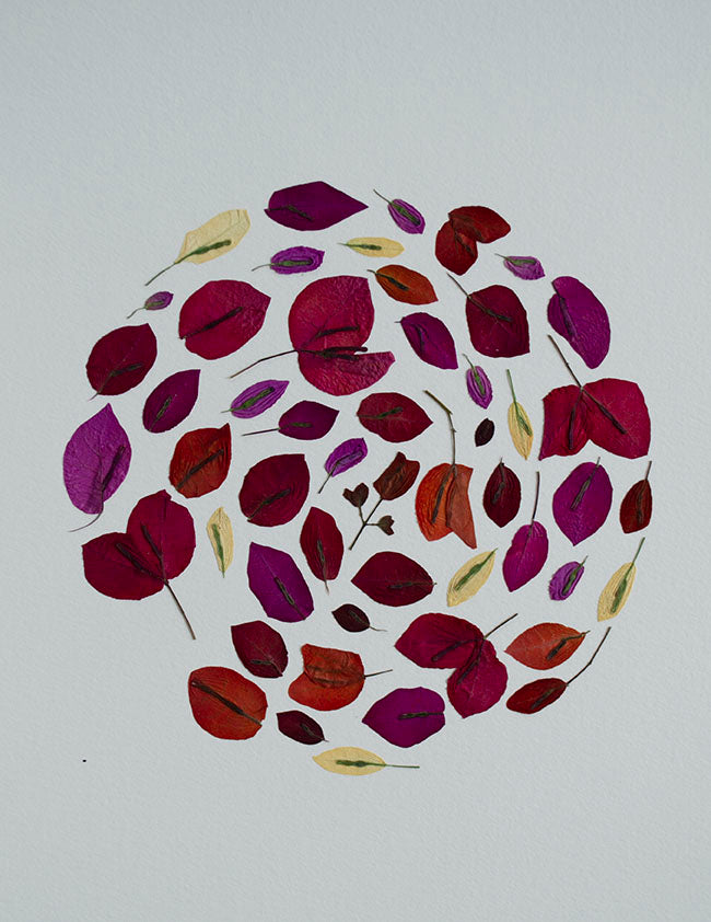 Bouganvillea Circulo "S"