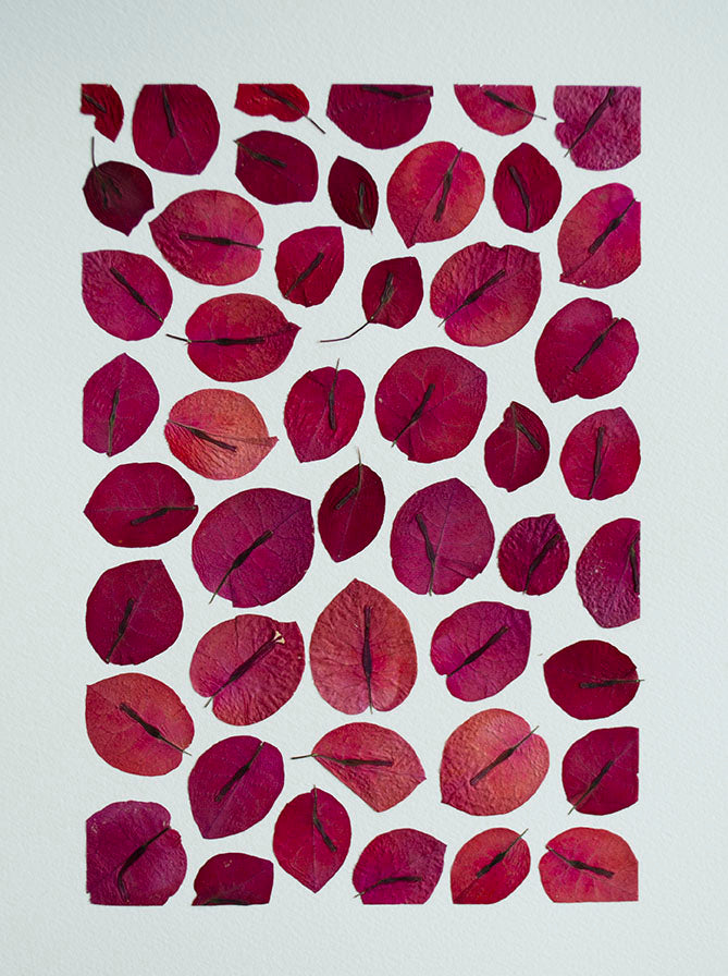 Bouganvillea Mix Puzzle A "S"