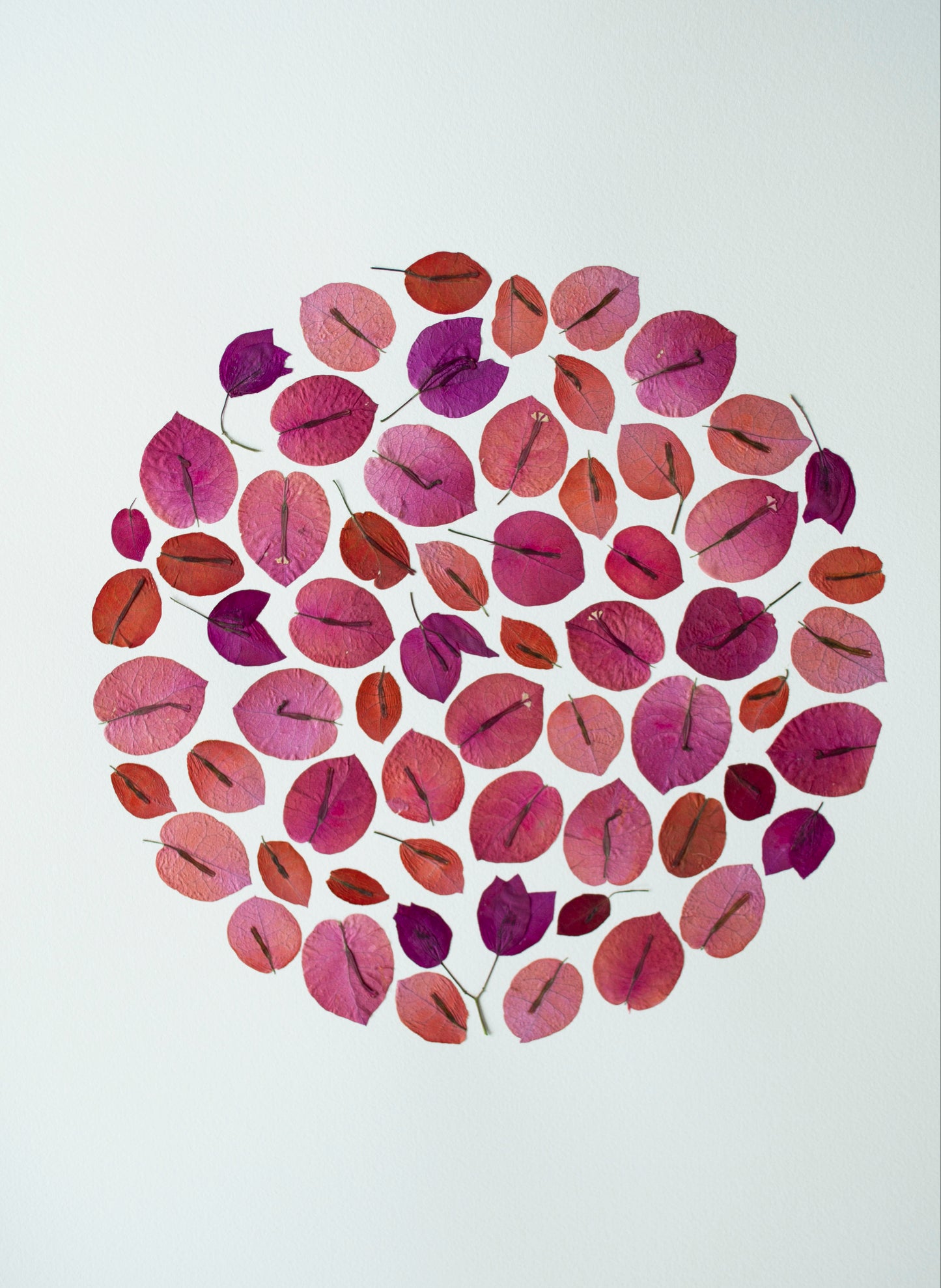 Bouganvillea Mix Circulo "L"