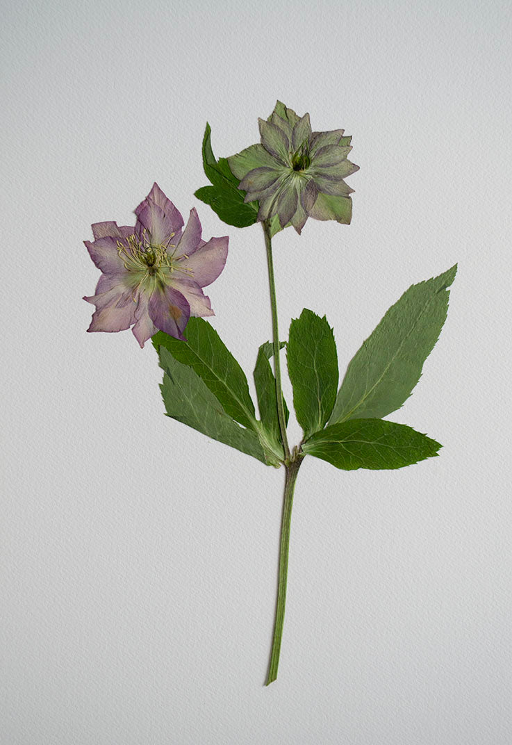 Helleborus Burdeo "M"
