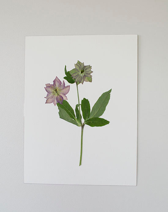 Helleborus Burdeo "M"