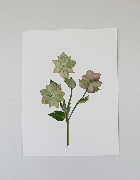 Helleborus Verde "M"