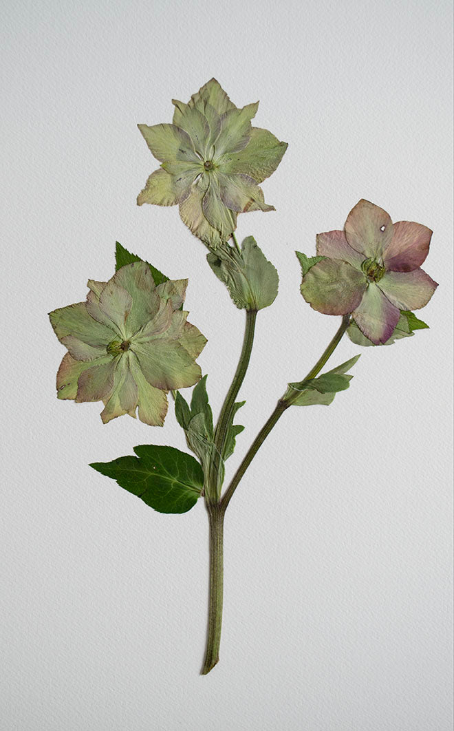 Helleborus Verde "M"