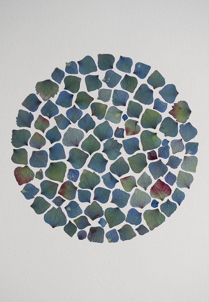 Hortensia Azul Antique Círculo "M"