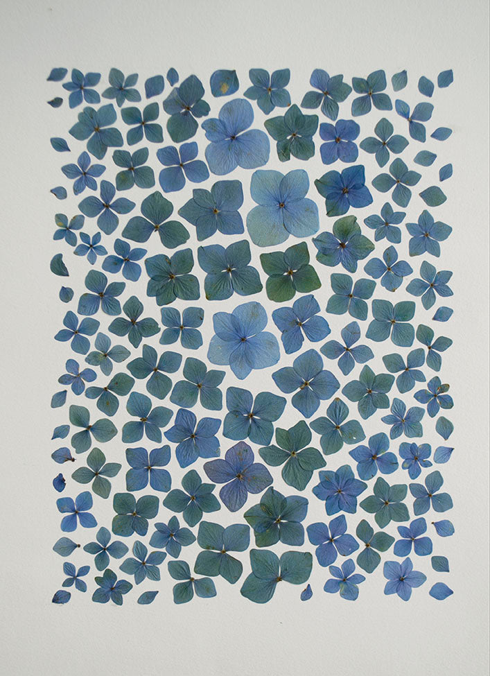 Hortensia Azul Degradé "S"