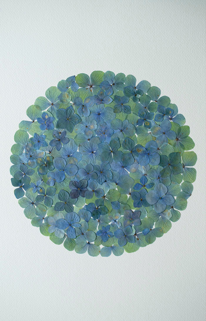 Hortensia Celeste Círculo "M"