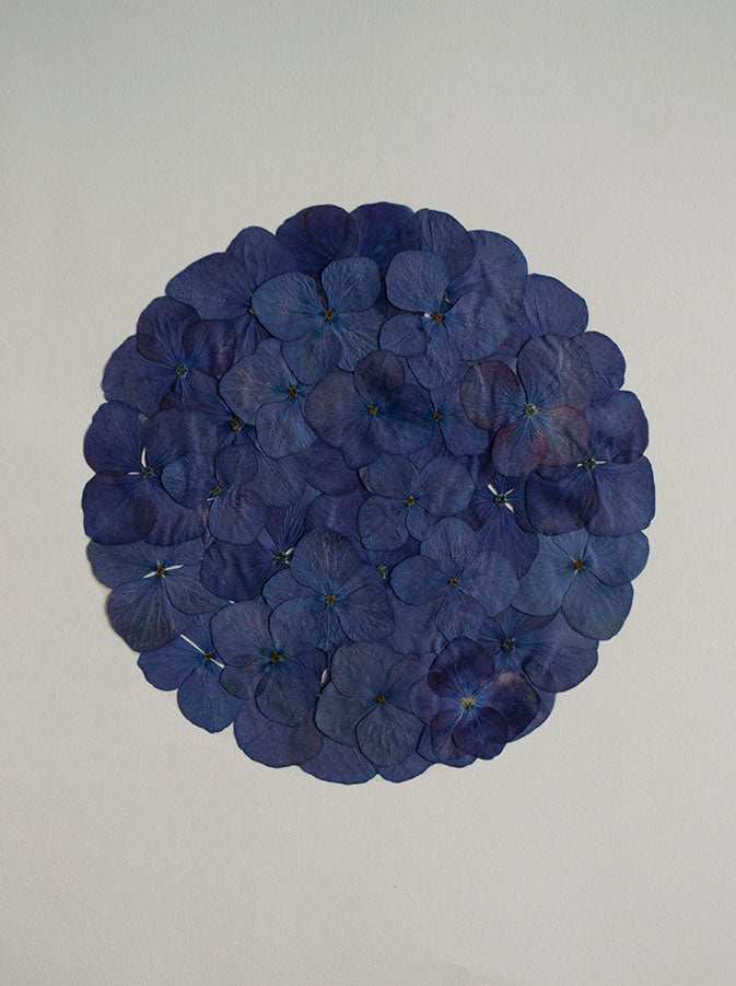 Hortensia Azul Circulo "S"