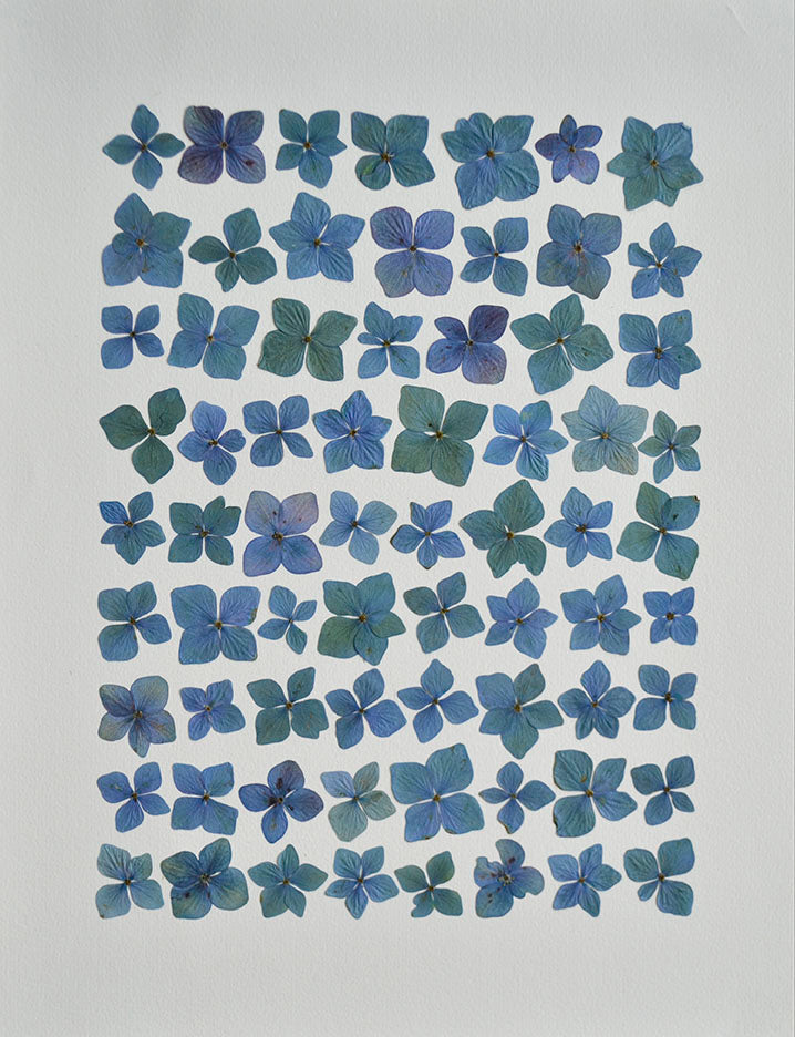 Hortensia Azul Damero "S"