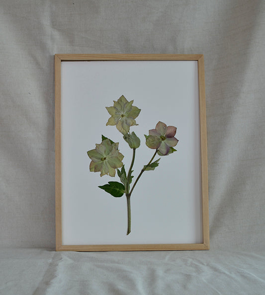 Helleborus Verde "M"